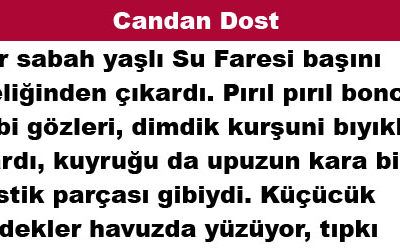 Candan Dost